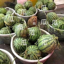 吃瓜娱乐公司,揭秘娱乐圈幕后那些事儿 第2张 吃瓜娱乐公司,揭秘娱乐圈幕后那些事儿 第2张