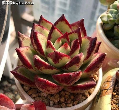 多肉饱饱爆料覃海洋视频,视频背后的故事与真相  第1张